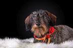 lying wirehaired Dachshund