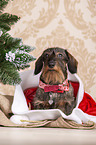lying wirehaired Dachshund