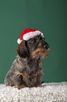 sitting wirehaired Dachshund