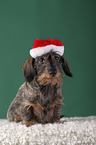 sitting wirehaired Dachshund