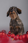 sitting wirehaired Dachshund