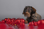 lying wirehaired Dachshund