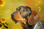 Dachshund portrait