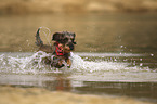 running wire-haired Dachshund