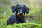 wire-haired Dachshund