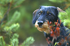 wire-haired Dachshund portrait