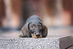lying wire-haired Dachshund
