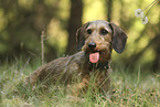 wire-haired Dachshund