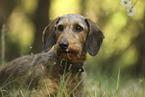 wire-haired Dachshund