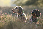 wire-haired Dachshund portrait