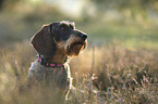wire-haired Dachshund portrait