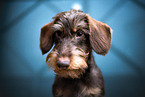 wire-haired Dachshund portrait