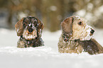 wirehaired Dachshunds in the snow