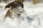 wirehaired Dachshund portrait