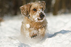 running wirehaired Dachshund