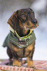 wirehaired Dachshunds in the winter