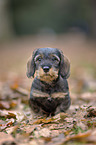 wirehaired Dachshunds Puppy