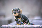 sitting wirehaired Dachshunds Puppy