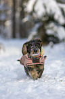 wirehaired Dachshunds in the winter