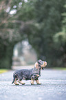 walking wirehaired Dachshunds Puppy