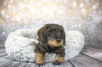 lying wirehaired Dachshunds Puppy