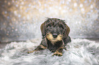 lying wirehaired Dachshunds Puppy