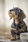 wirehaired Dachshunds Puppy