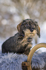 sitting wirehaired Dachshunds Puppy