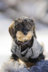 wirehaired Dachshunds Puppy