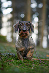 sitting wire-haired Dachshund