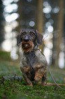 wire-haired Dachshund