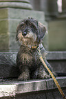 female wirehaired Dachshund