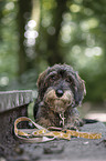 female wirehaired Dachshund