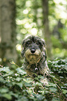 female wirehaired Dachshund