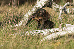 wirehaired Dachshund at the meadow