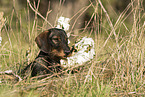 wirehaired Dachshund at the meadow