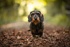 wire-haired Dachshund