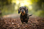 wire-haired Dachshund