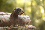 wire-haired Dachshund