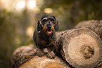 wire-haired Dachshund