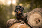 wire-haired Dachshund