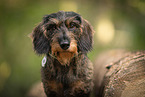 wire-haired Dachshund