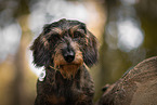 wire-haired Dachshund