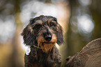 wire-haired Dachshund