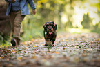 wire-haired Dachshund