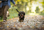 wire-haired Dachshund