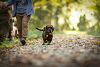 wire-haired Dachshund