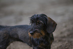 wirehaired Dachshund
