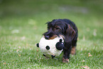 wirehaired Dachshund