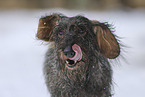 wirehaired Dachshund